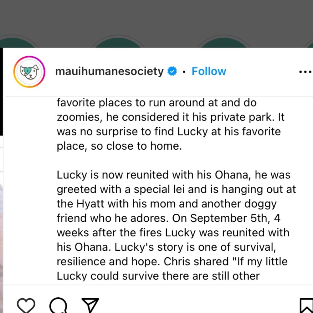 Lahaina 🐈🐴🐇🐾🐶🐎🦮🐾🐈⬛🐓🐰Rescued Lahaina Animals - Picture 9 of 14